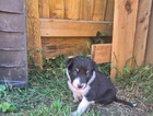 puppy
