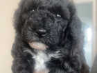 Puppy