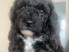 puppy