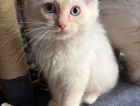 kitten
