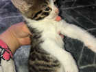 Kitten