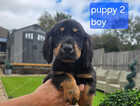 Puppy