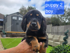 puppy