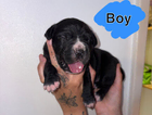 puppy