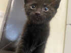 Kitten