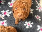 puppy