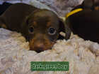 Puppy