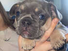 Puppy