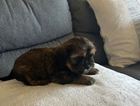 puppy
