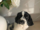 puppy