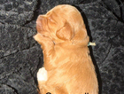 puppy