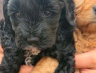 puppy