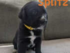 Puppy