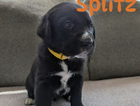 splitz/orange