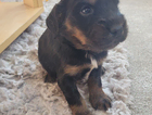 puppy