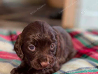 puppy