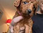 puppy
