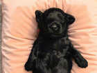 Puppy