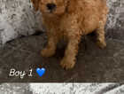 Puppy