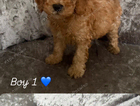 puppy