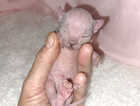 Kitten