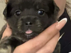 puppy