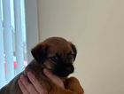 puppy