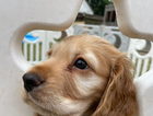 puppy