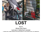 African Grey (ROCCO)
