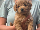 puppy green