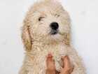 Puppy
