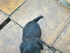 puppy