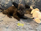 Puppy