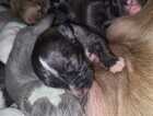 Puppy