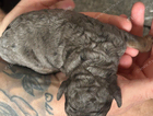 merle boy
