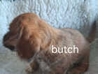 Puppy