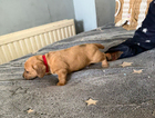puppy