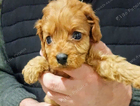 puppy