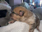 Puppy