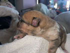 puppy