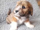 Puppy