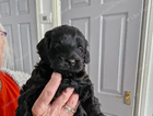 puppy