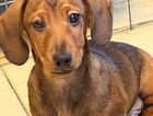 Puppy