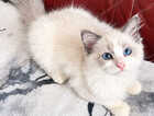 Kitten