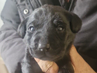 puppy