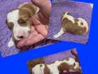 Puppy