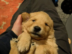 puppy