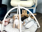 puppy