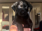puppy - dark pink