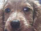 Puppy